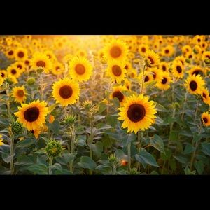 Meet your Posher, Teranesha